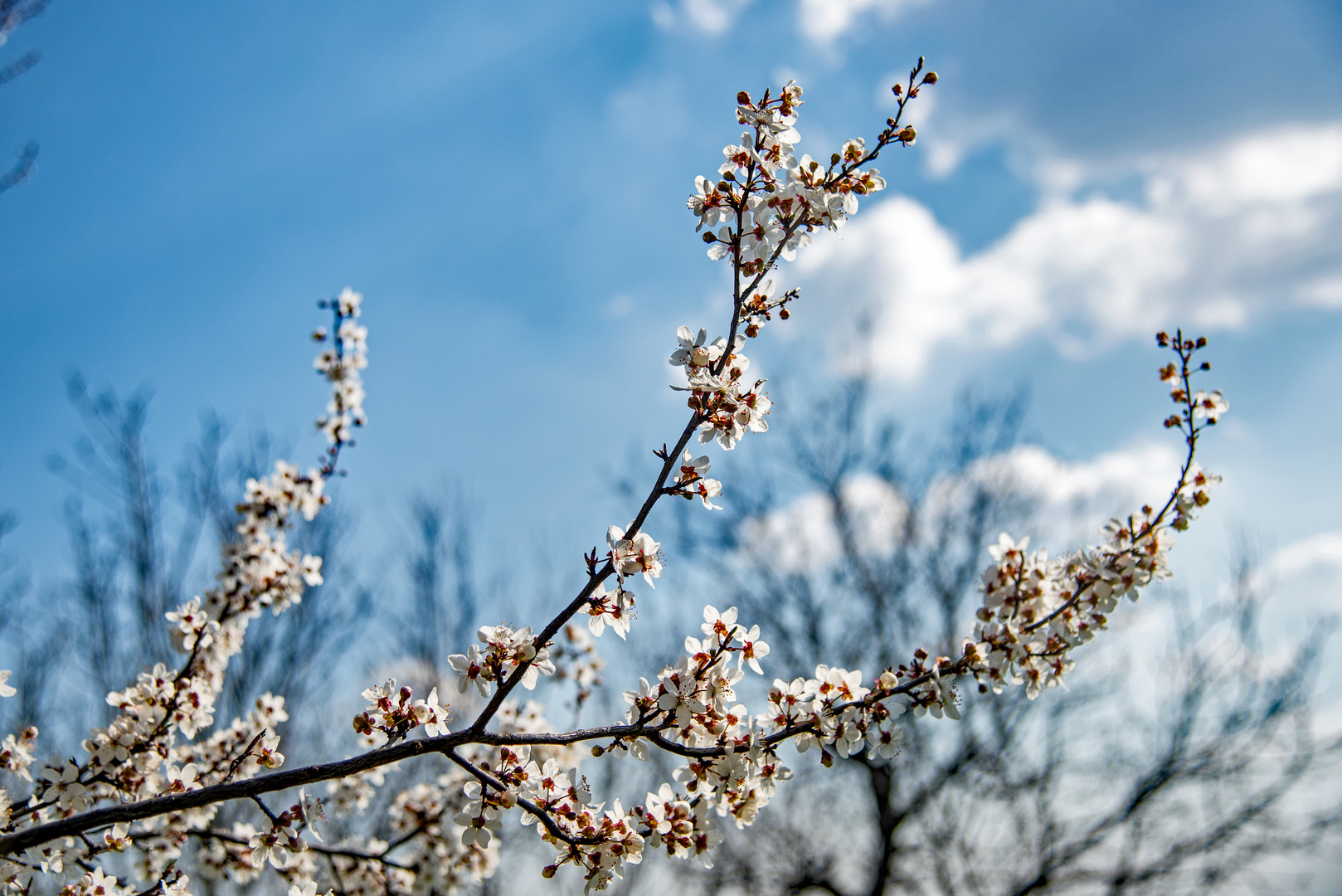 Blüten im Frühling