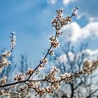 Blüten im Frühling