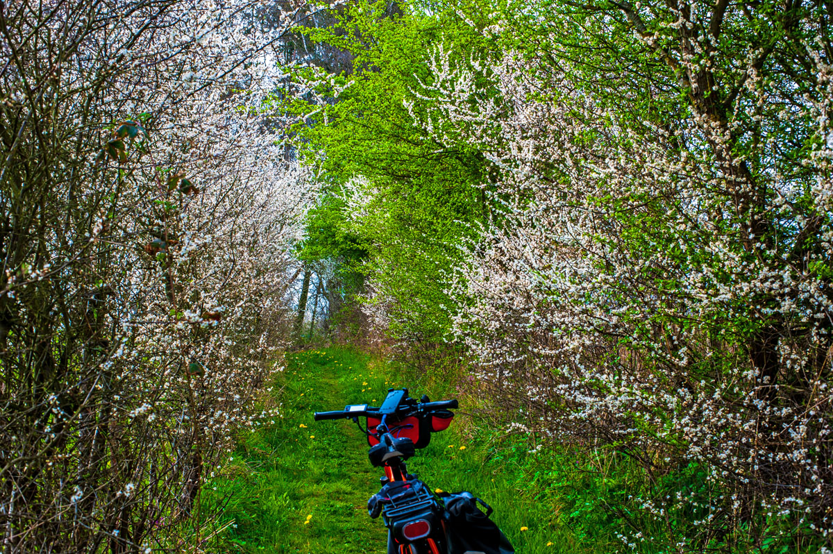 Blüten im Frühling