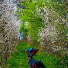 Blüten im Frühling