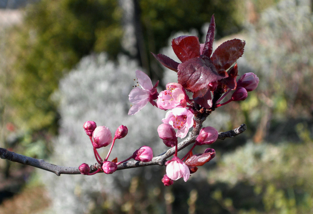 Blüten im Frühling