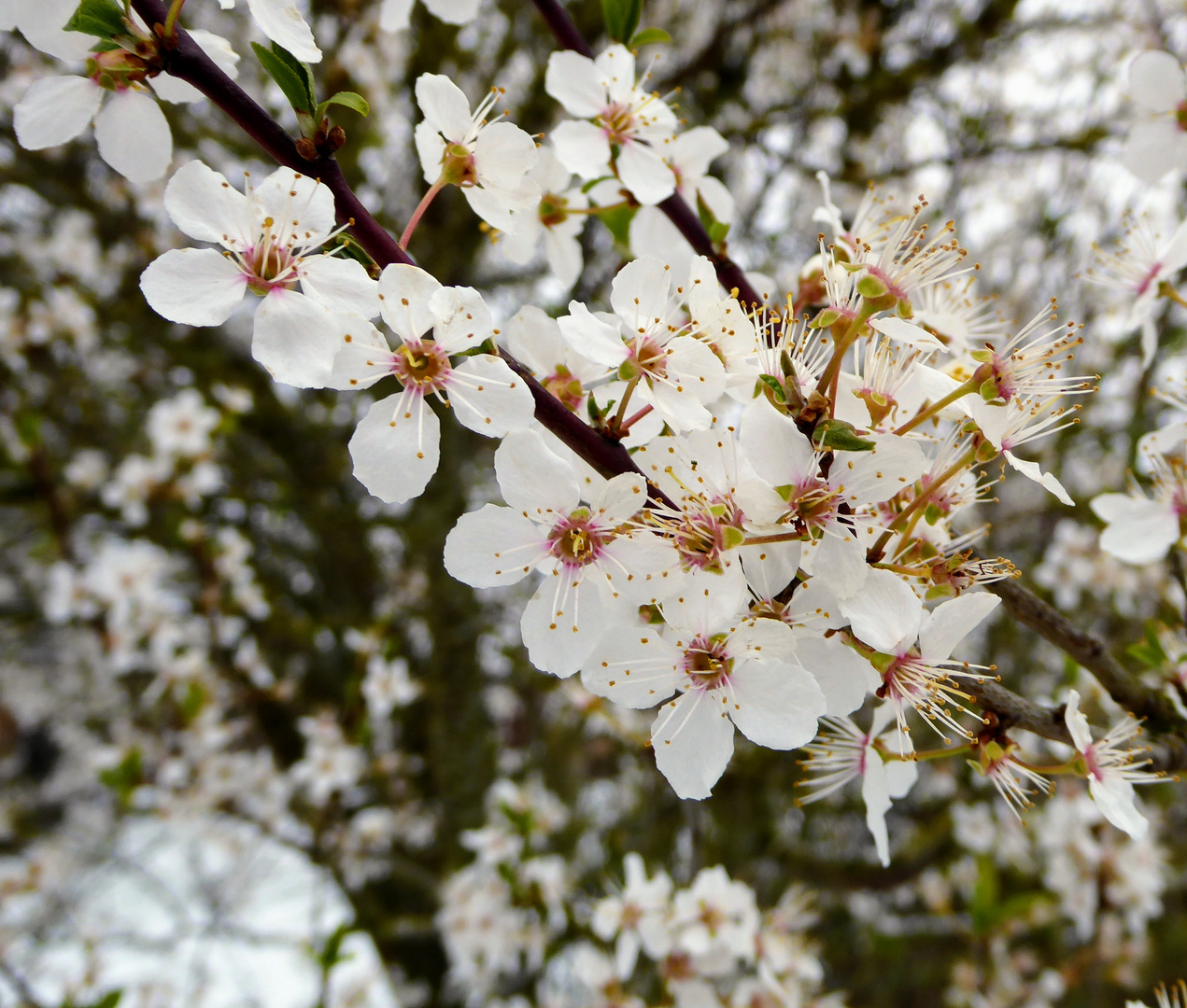 Blüten im Frühling