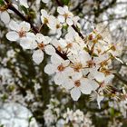 Blüten im Frühling