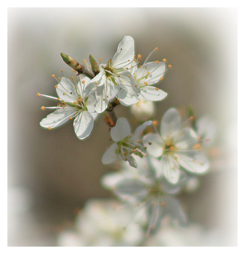 Blüten im Frühling