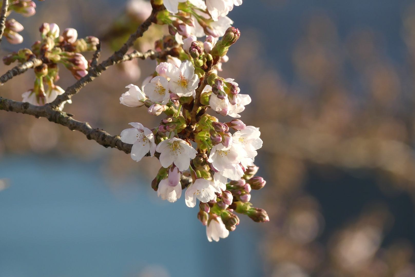 Blüten im Frühling