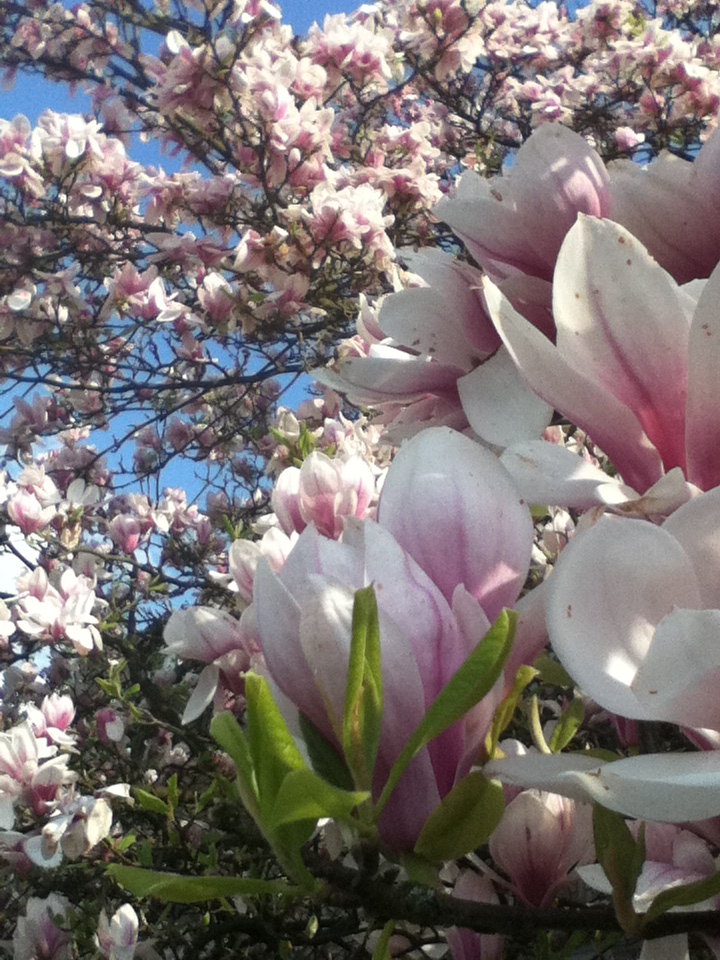 Blüten im Frühling