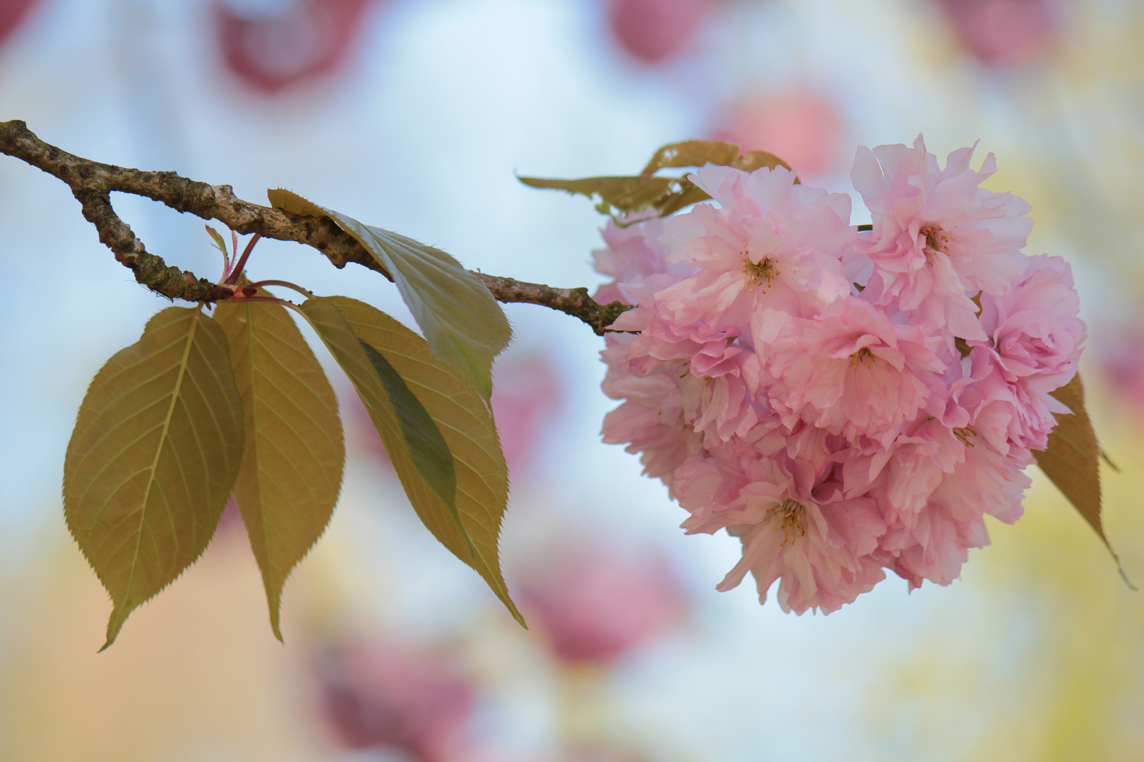 Blüten im Frühling