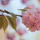 Blüten im Frühling