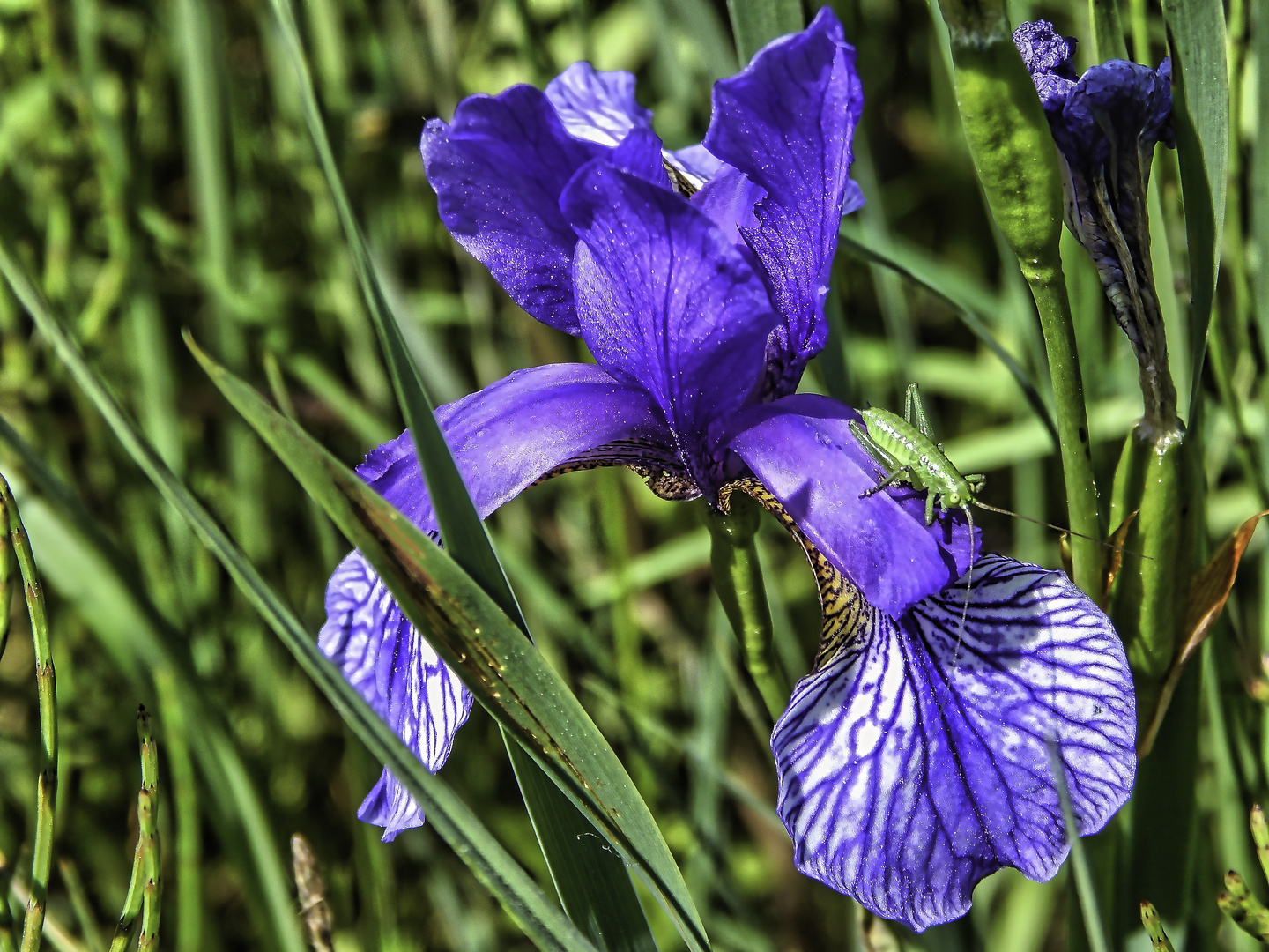 Blüten im Frühsommer