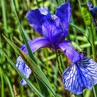 Blüten im Frühsommer