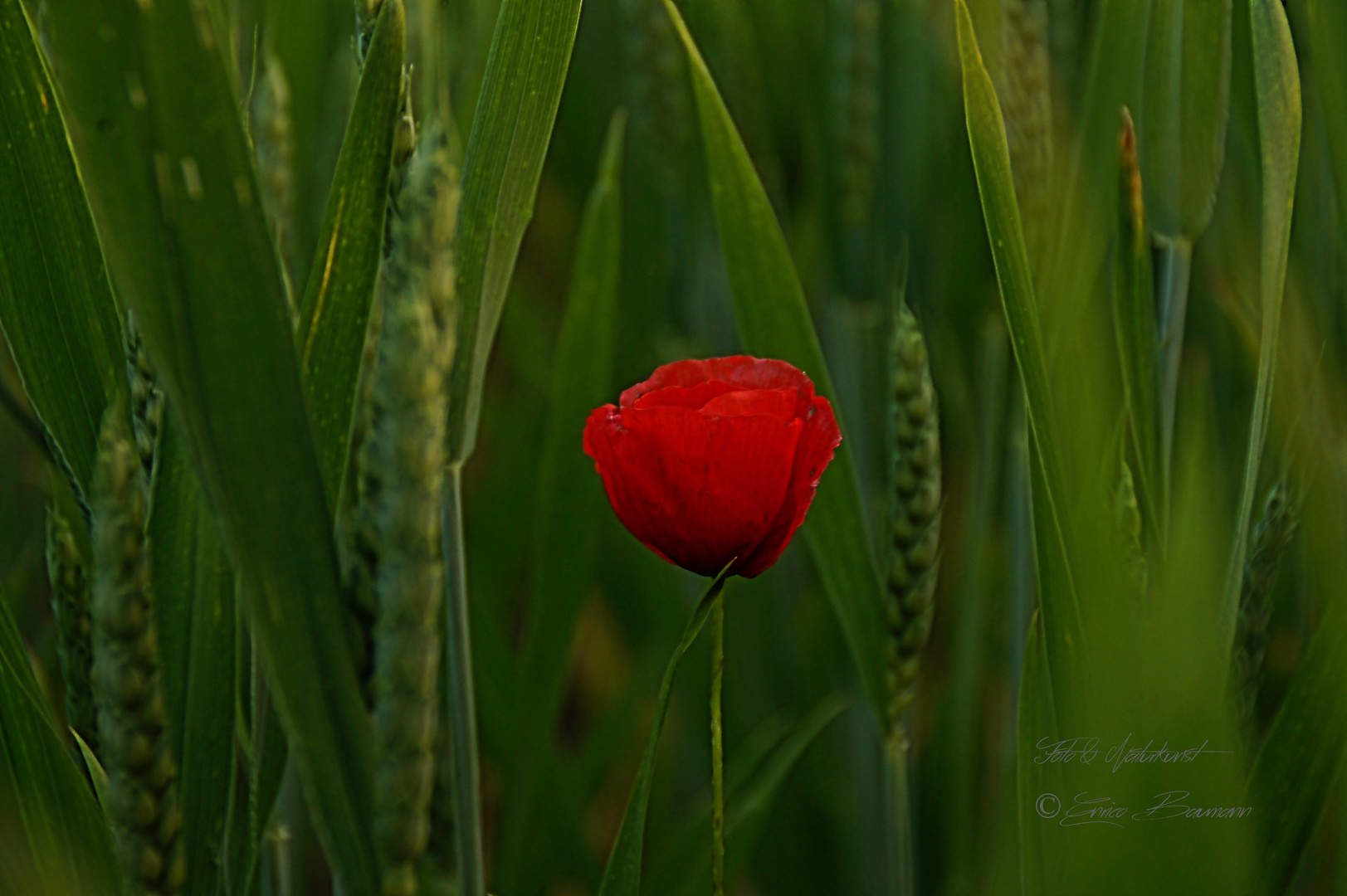 Blüten im Frühsommer