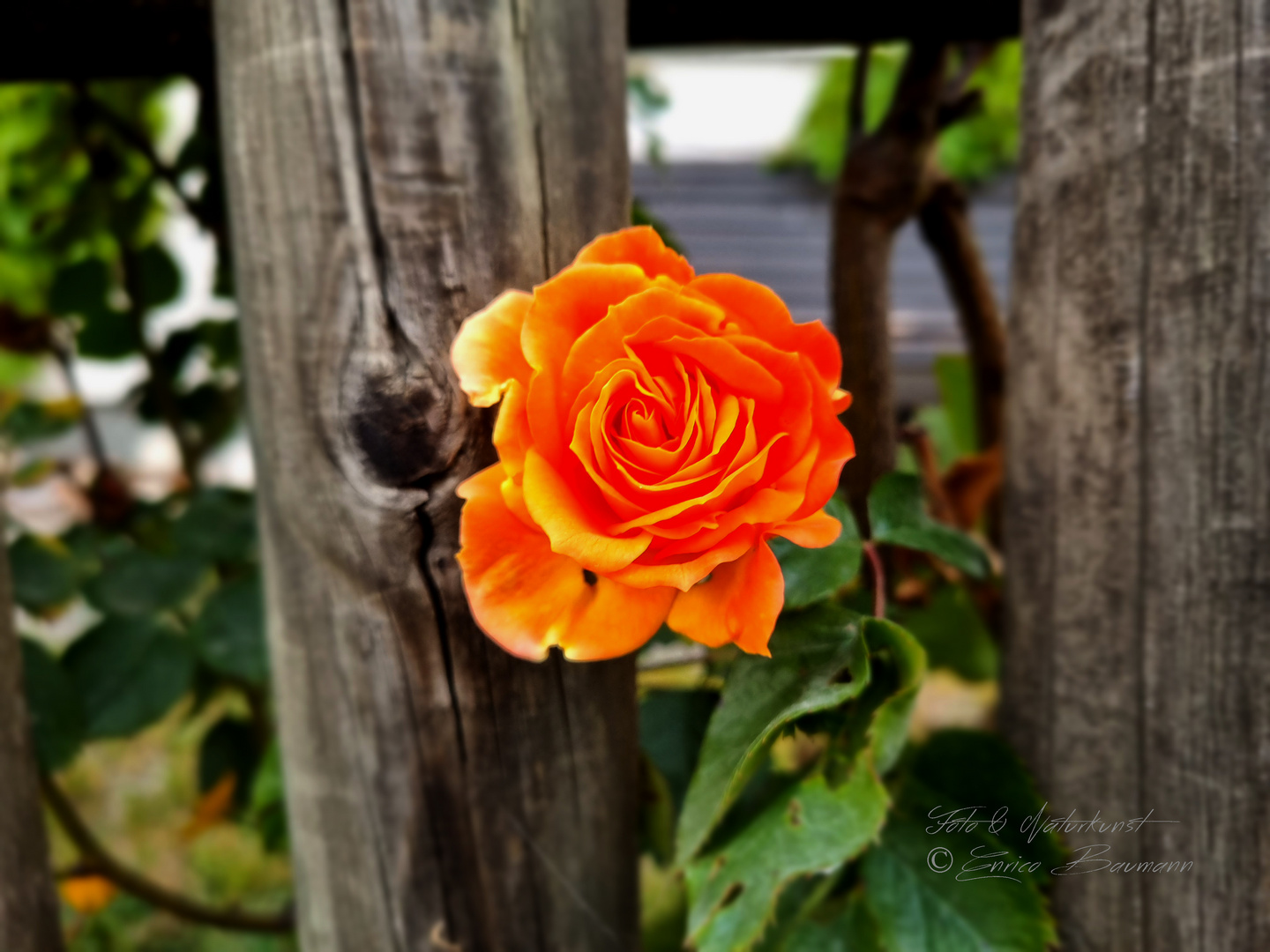 Blüten im Frühsommer