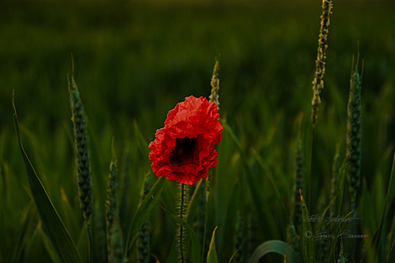 Blüten im Frühsommer mit Gesicht