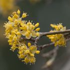 Blüten im Garten