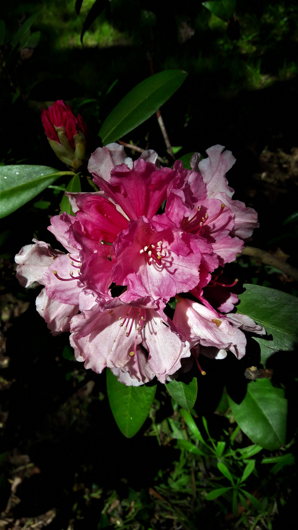 Blüten im Garten