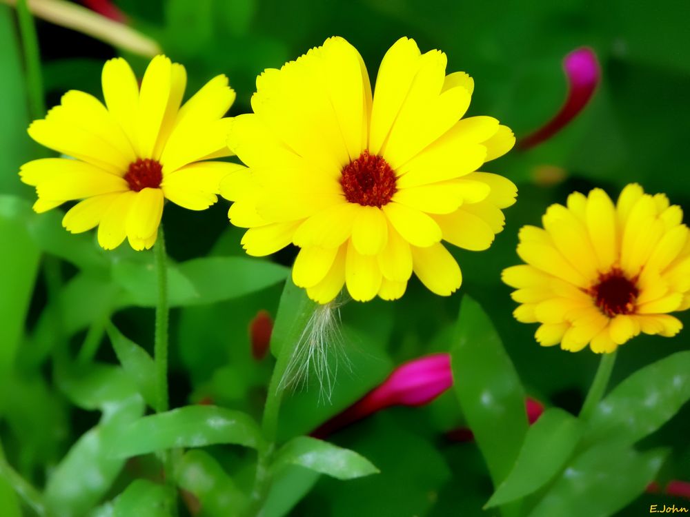 Blüten im Garten (1)