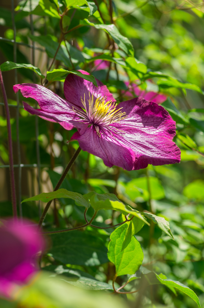 Blüten im Garten