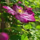 Blüten im Garten