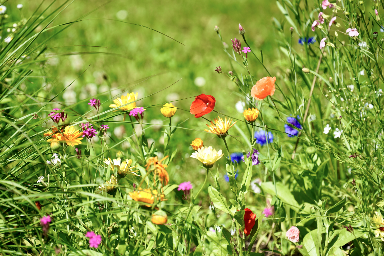 Blüten im Garten