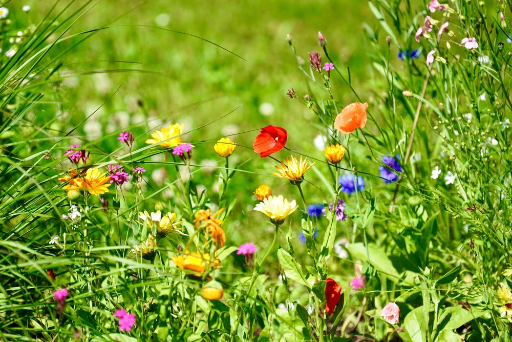 Blüten im Garten