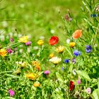 Blüten im Garten