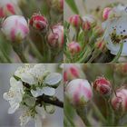 Blüten im Garten