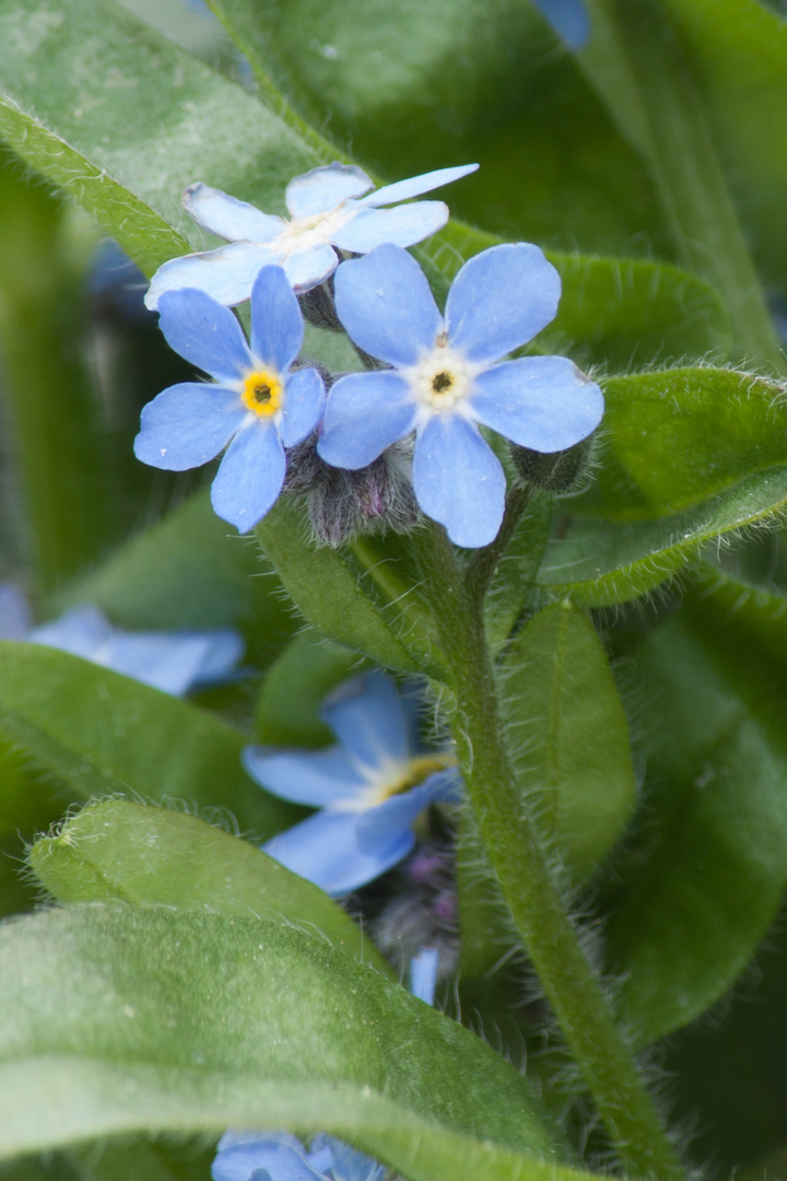 Blüten im Garten 3