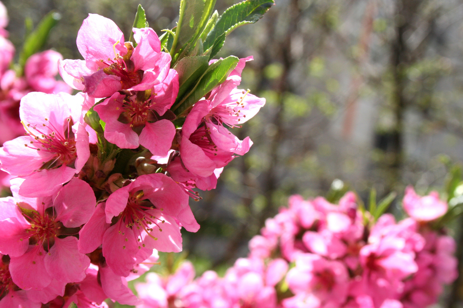 Blüten im Garten