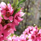 Blüten im Garten