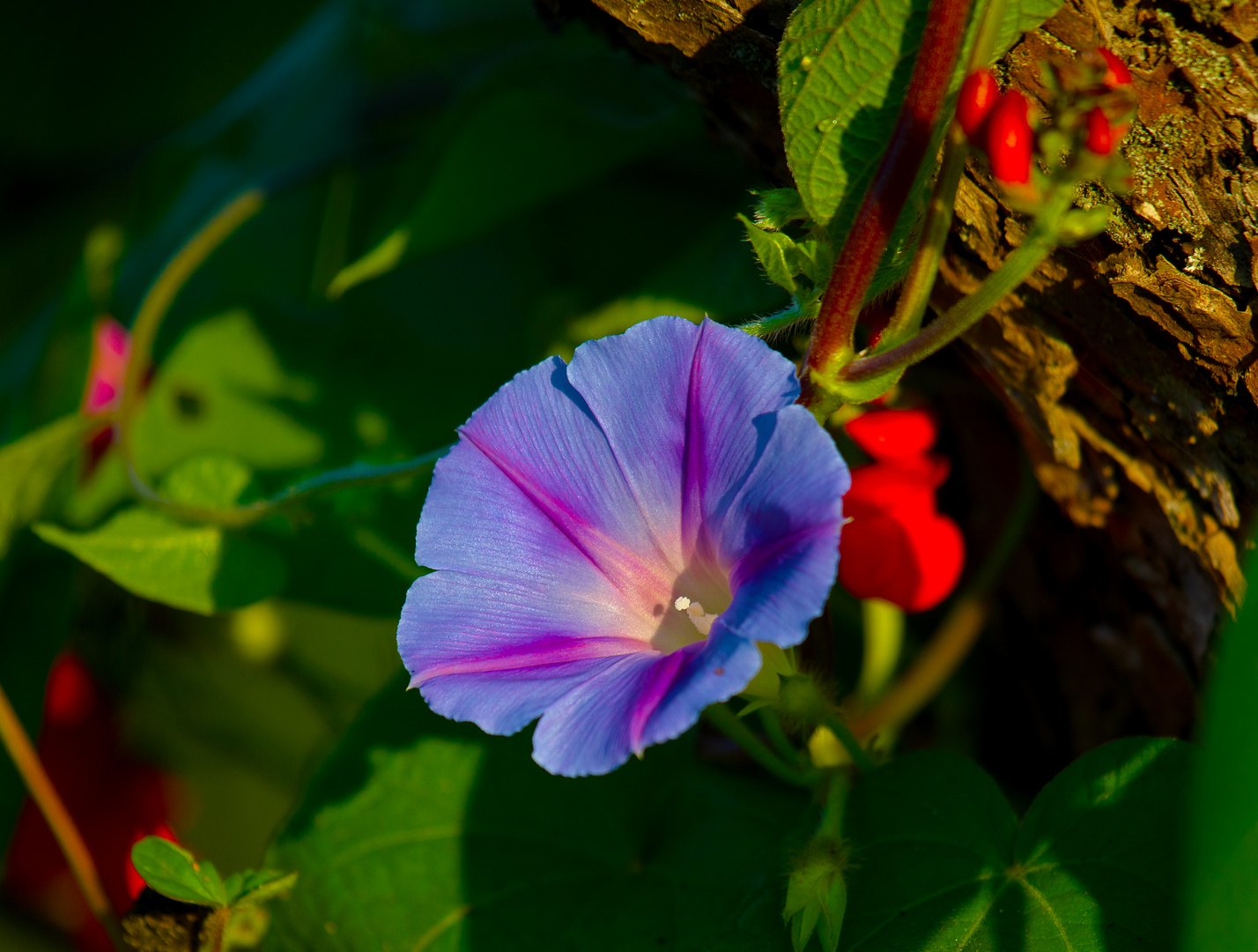 Blüten im Garten