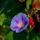 Blüten im Garten