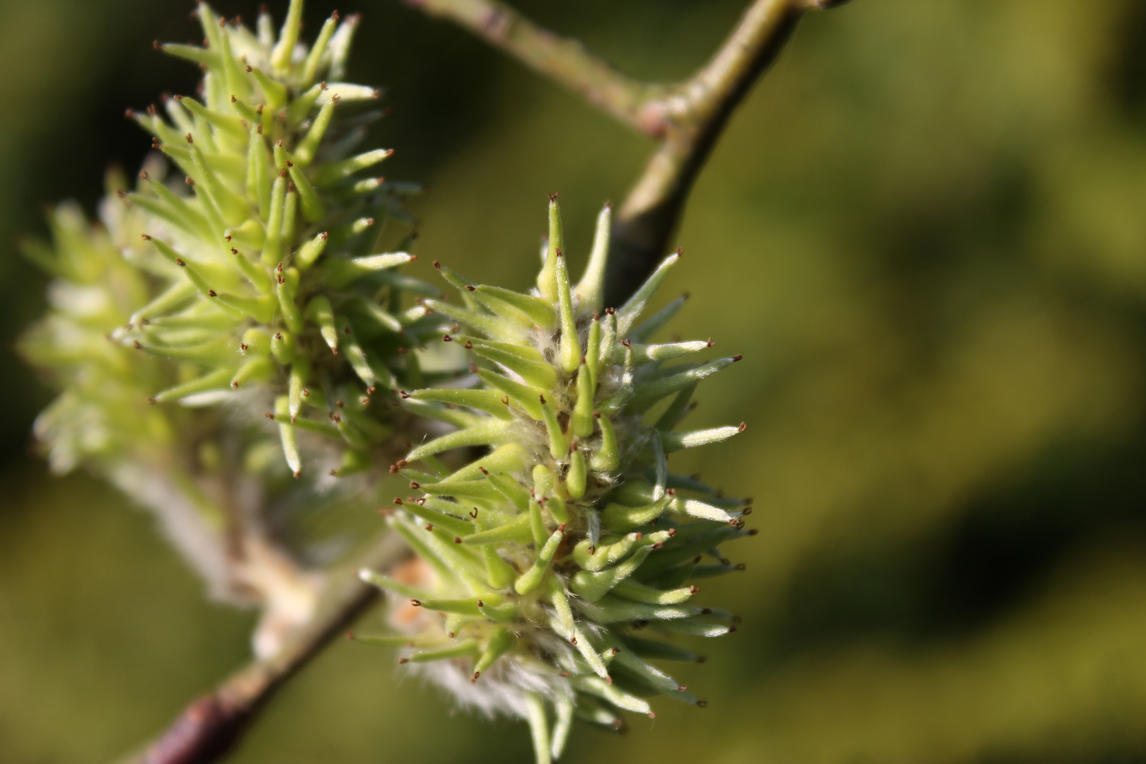 Blüten im Garten