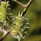 Blüten im Garten