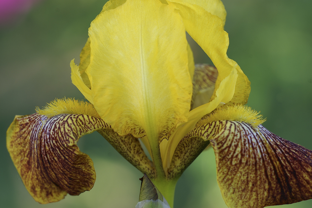 Blüten im Garten - Blüte der Taglilie