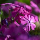 Blüten im Garten