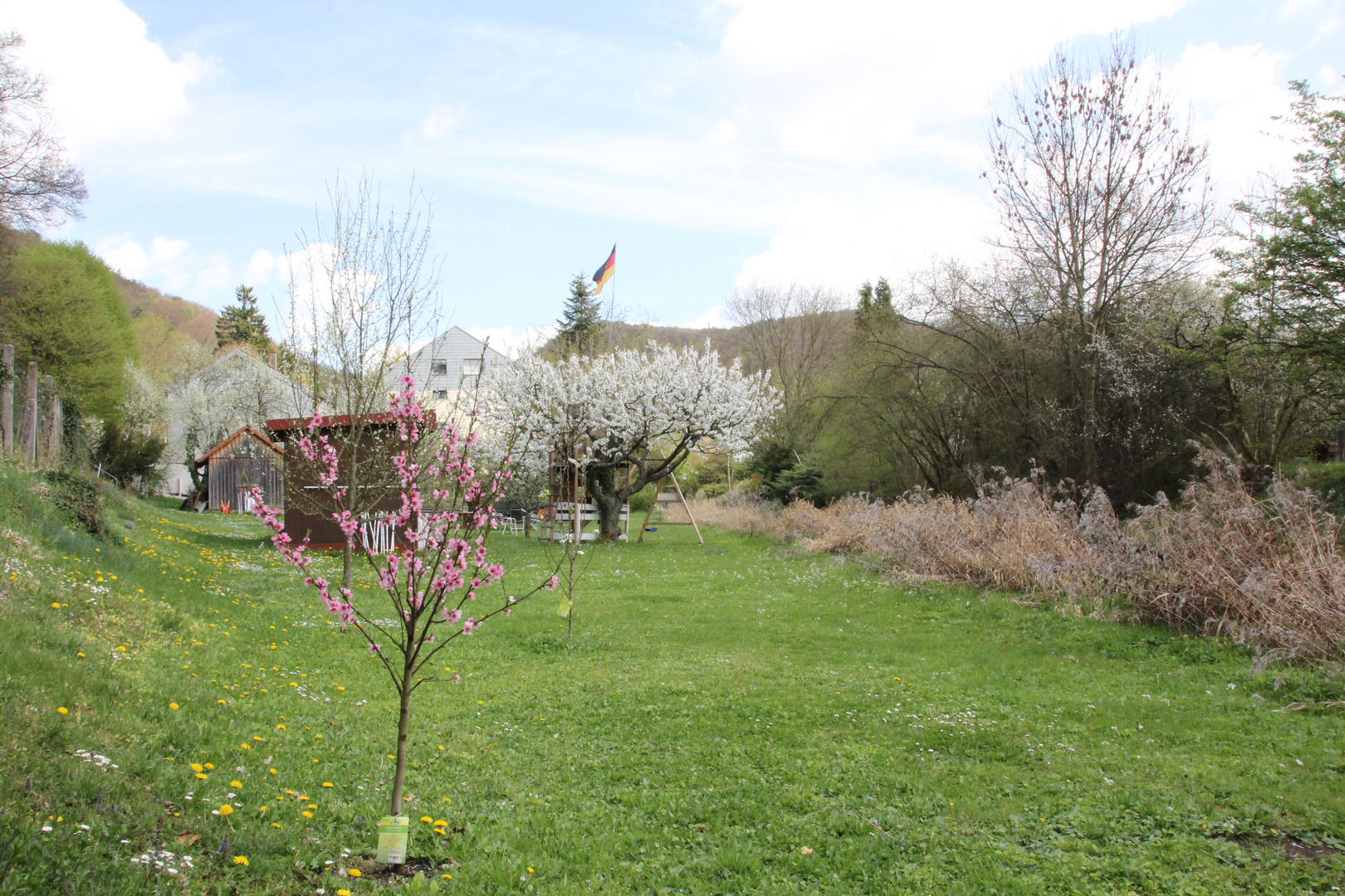 Blüten im Garten