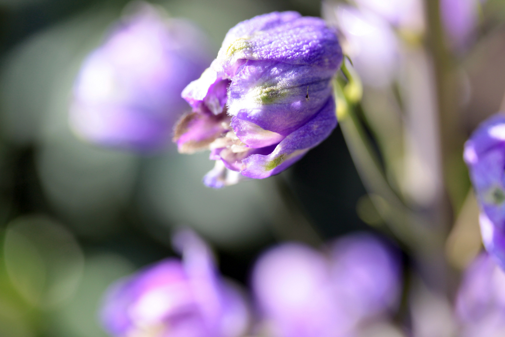 Blüten im Gartens