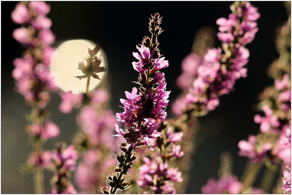 Blüten im Gegenlicht