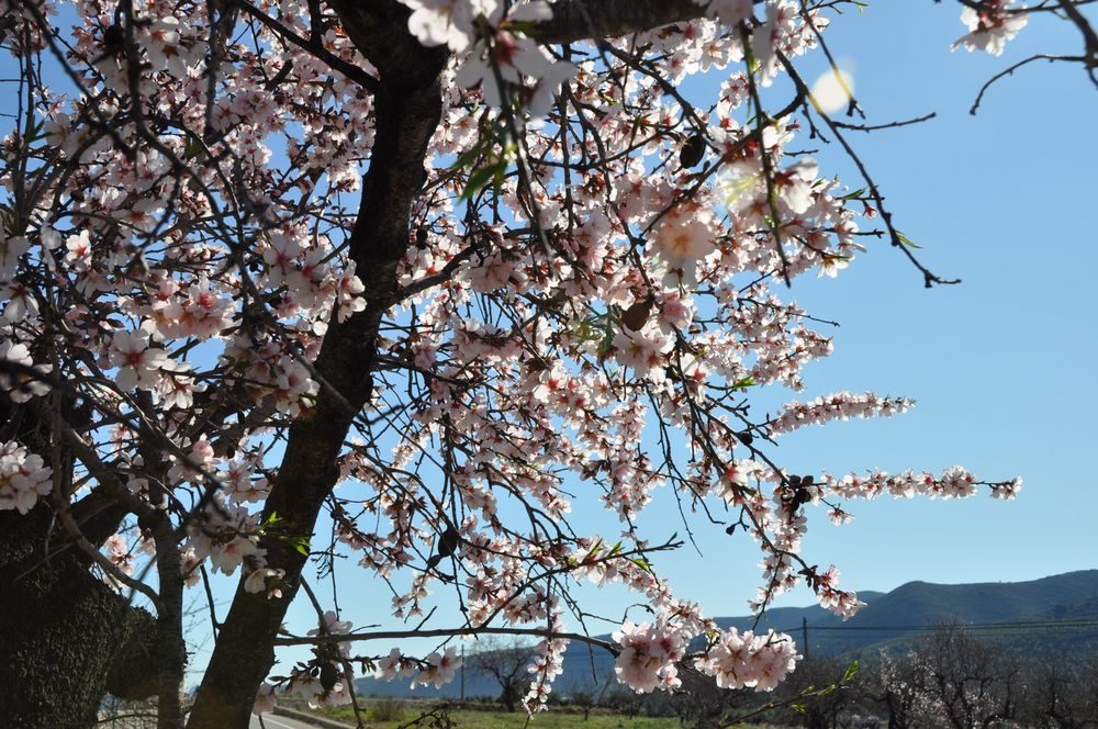 Blüten im Gegenlicht