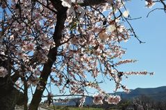 Blüten im Gegenlicht