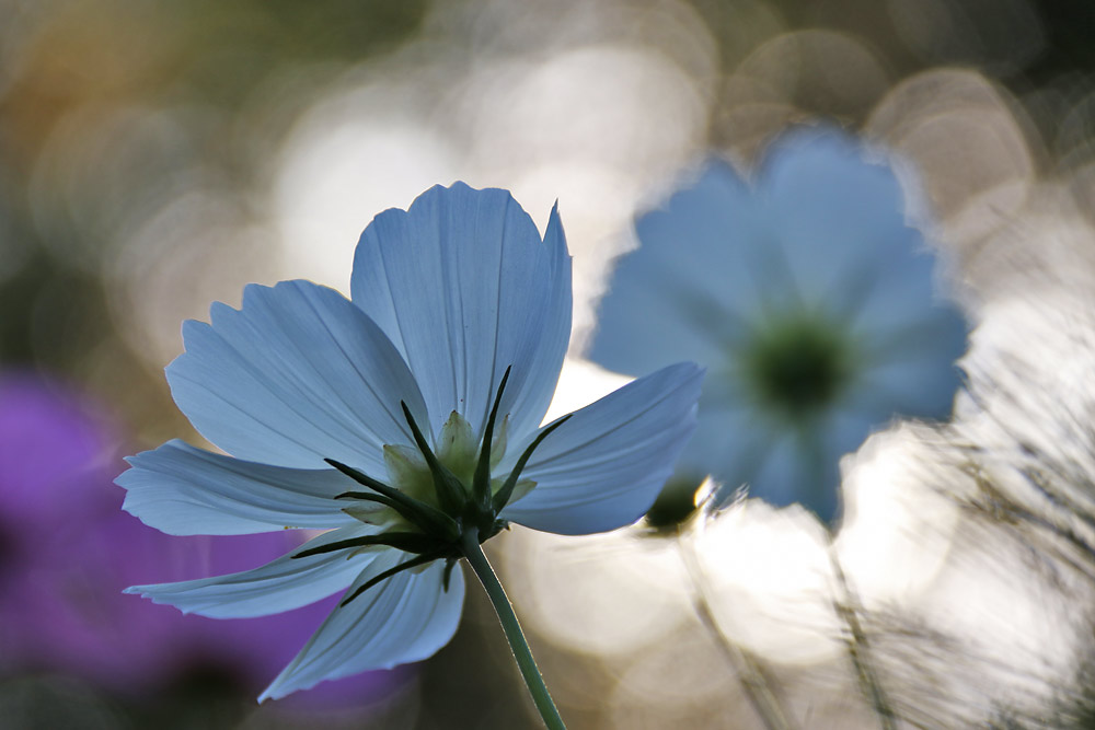 Blüten im Gegenlicht