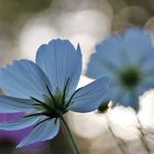 Blüten im Gegenlicht