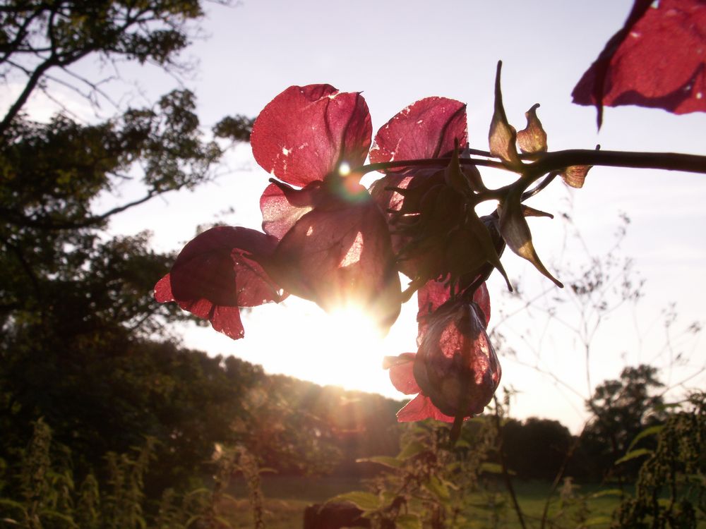 Blüten im Gegenlicht