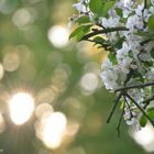 Blüten im Gegenlicht