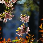 Blüten im Gegenlicht