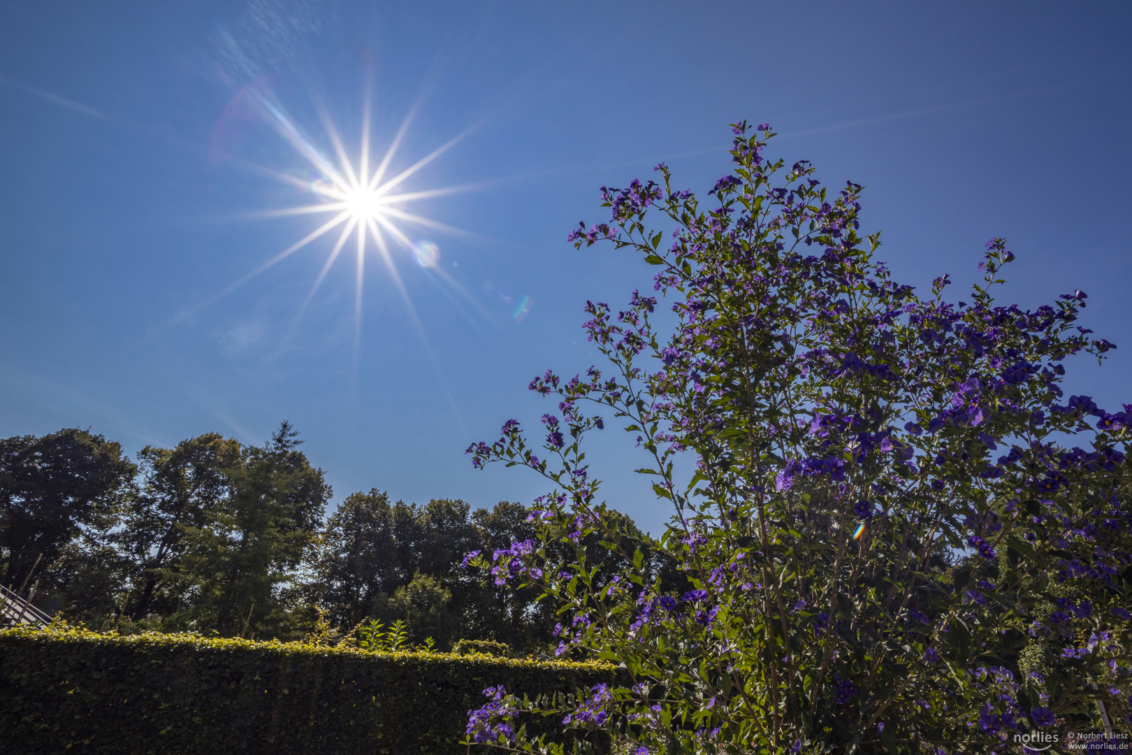 Blüten im Gegenlicht