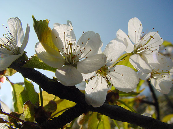 Blüten im Gegenlicht.