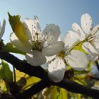 Blüten im Gegenlicht.