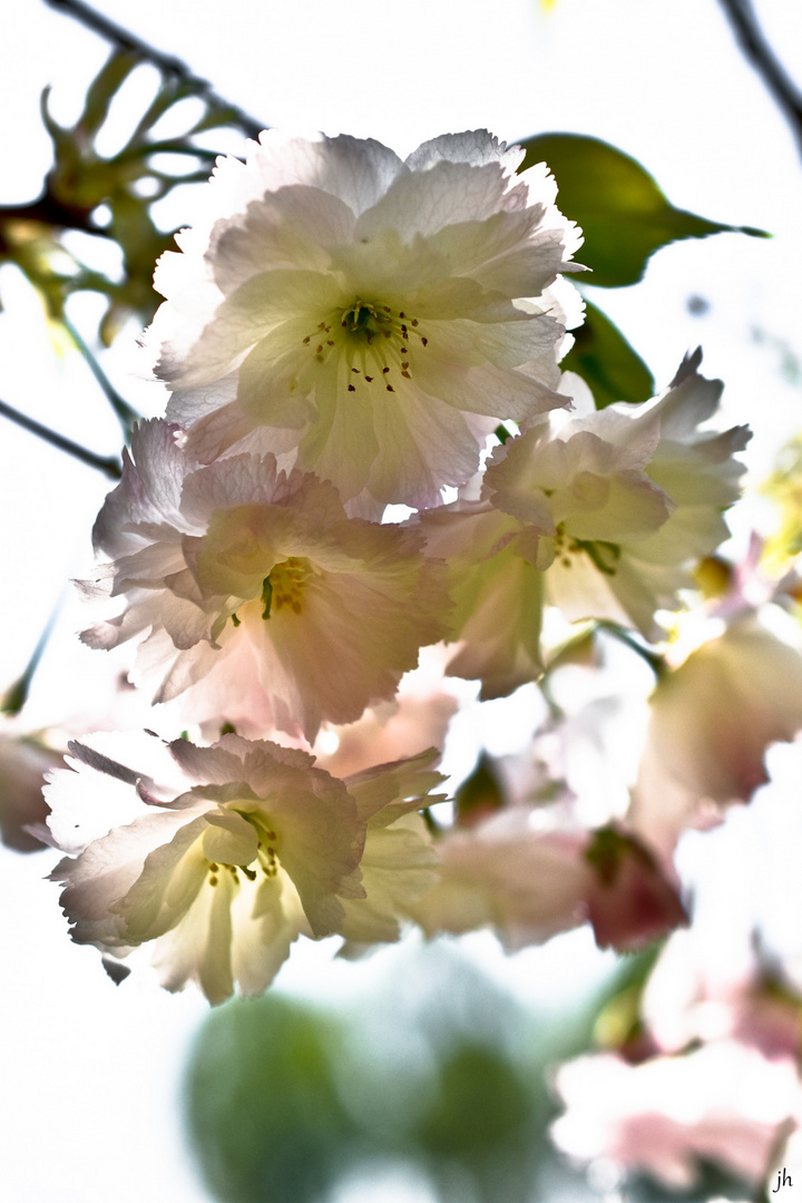 blüten im gegenlicht