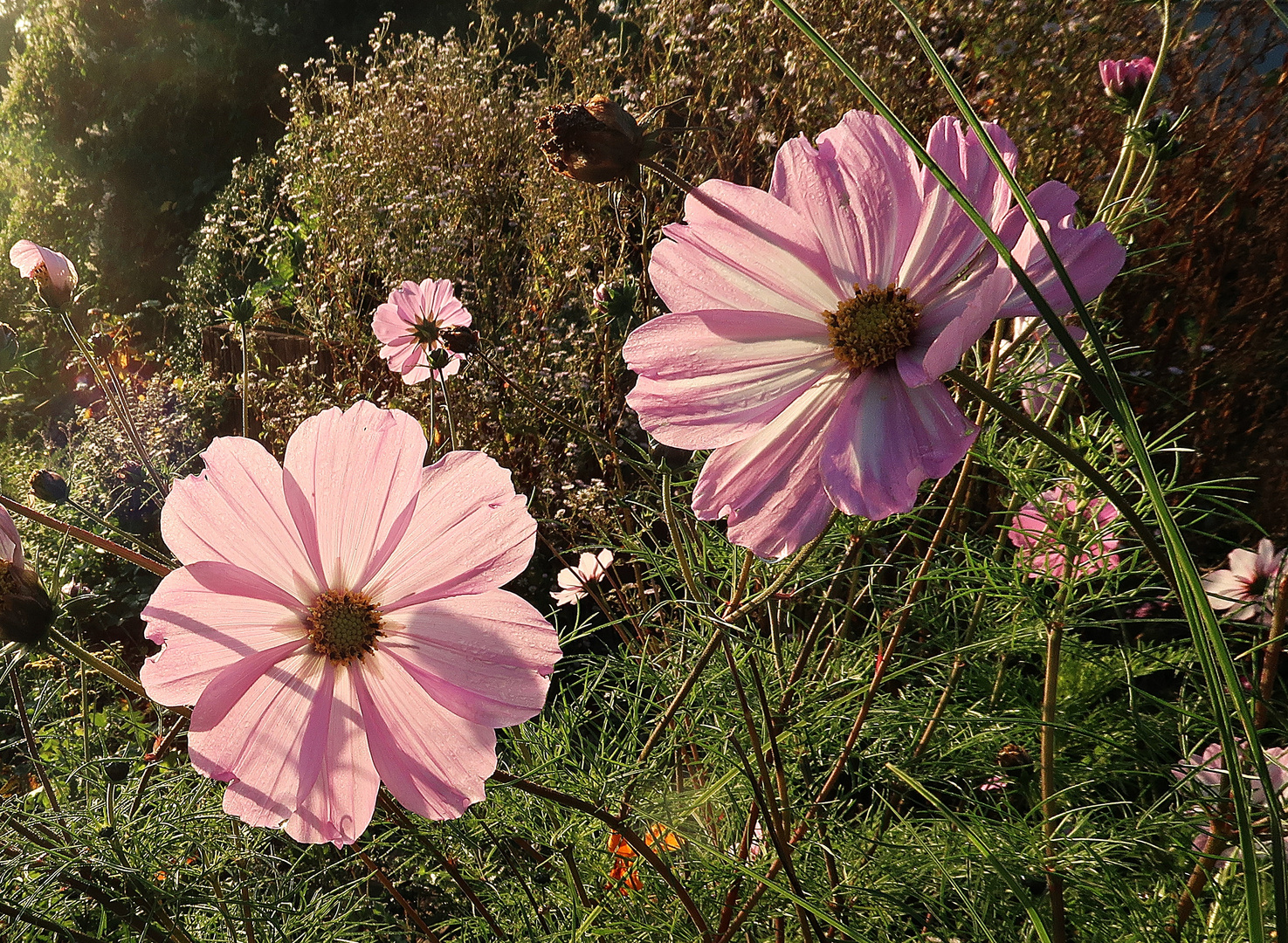 Blüten im Gegenlicht der Herbstsonne